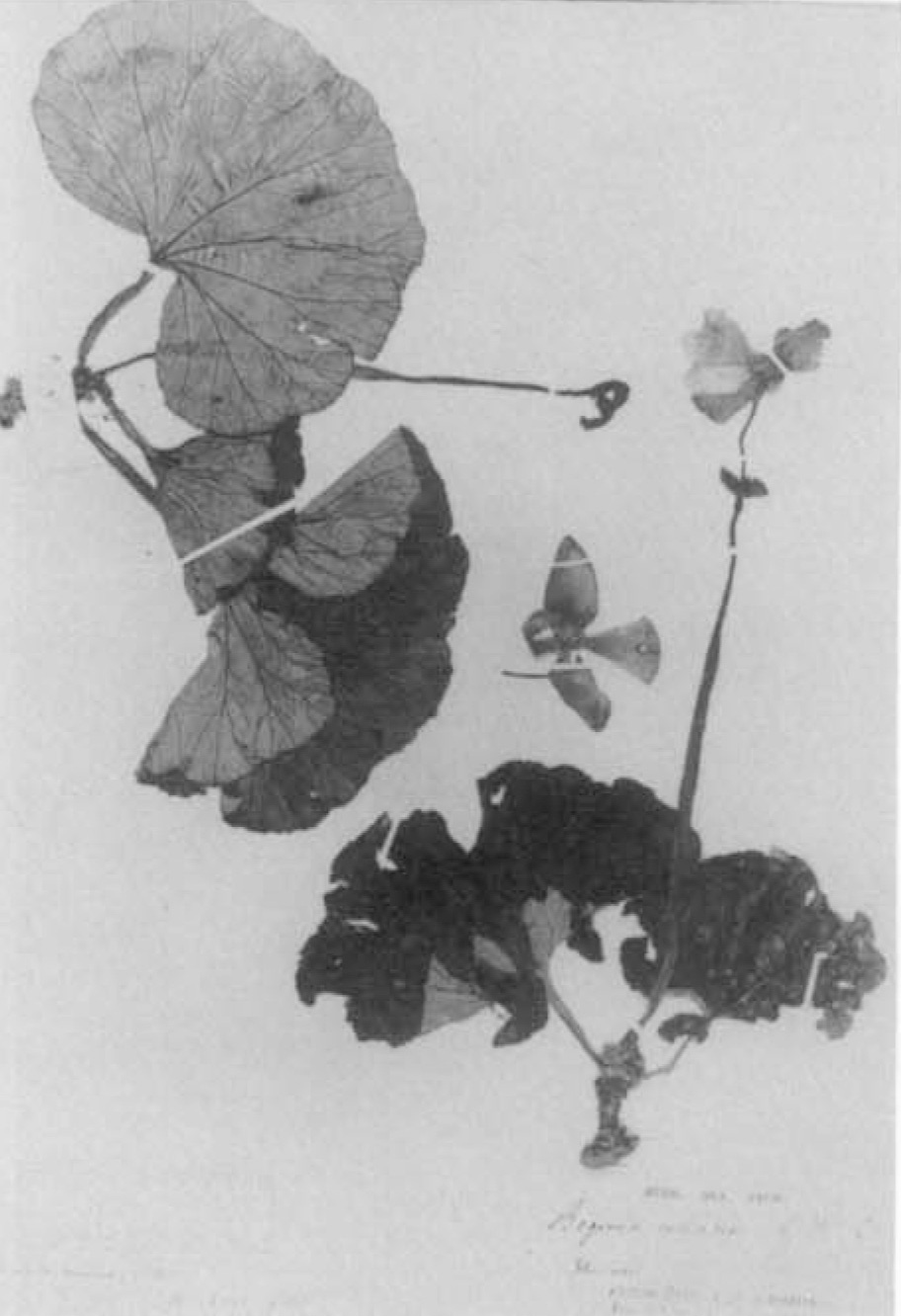 B. tominana